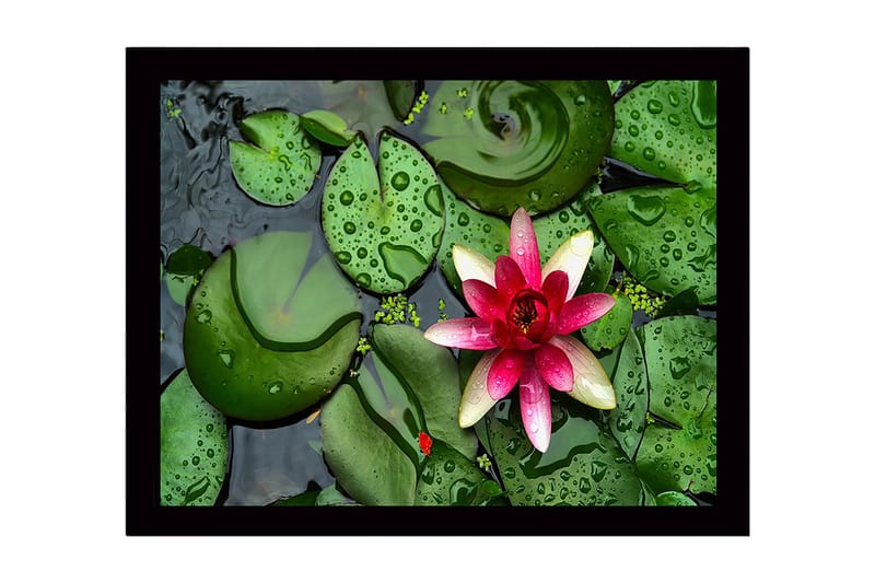 Inramad Canvastavla i trä - 41x56 cm - Vacker näckros som flyter på en stilla vattenyta omgiven av gröna liljabladen - Grön / Rosa - Inredning - Tavlor & konst