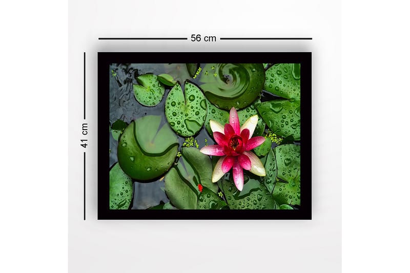 Inramad Canvastavla i trä - 41x56 cm - Vacker näckros som flyter på en stilla vattenyta omgiven av gröna liljabladen - Grön / Rosa - Inredning - Tavlor & konst