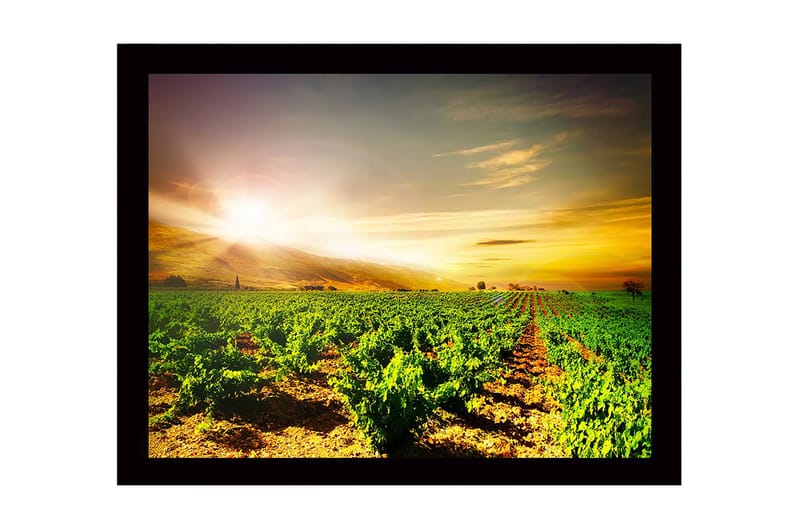 Inramad Canvastavla i trä - 41x56 cm - Vacker vinodling under en soluppgång, Grön / Gul / Orange