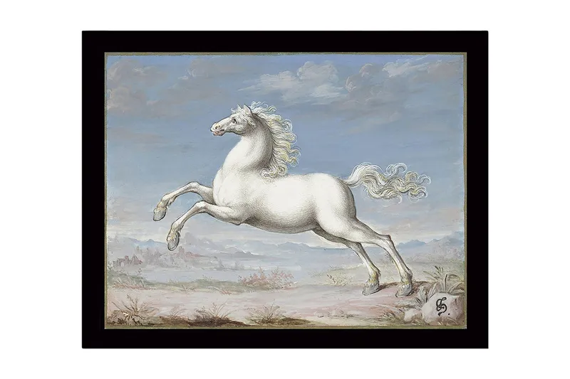 Inramad Canvastavla i trä - 41x56 cm - Vit häst i språng mot en blå himmel - Vit / Blå / Beige - Inredning - Tavlor & konst