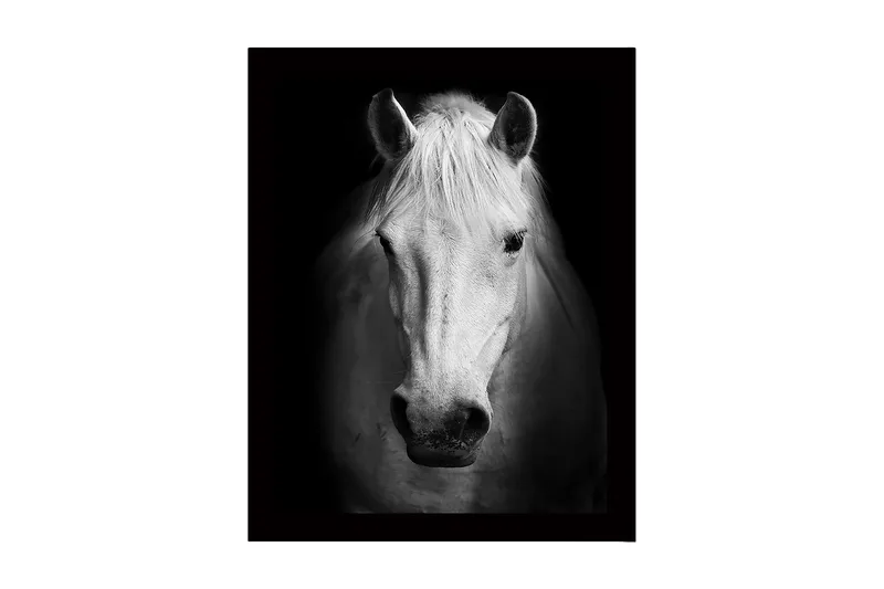 Inramad Canvastavla i trä - 41x56 cm - Porträtt av en vit häst med starka kontraster, Vit / Svart