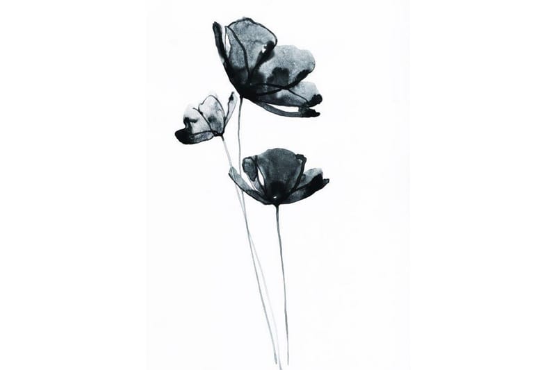 Black Flower Watercolour Painting Vit - 50x70 cm - Posters & prints - Botaniska posters