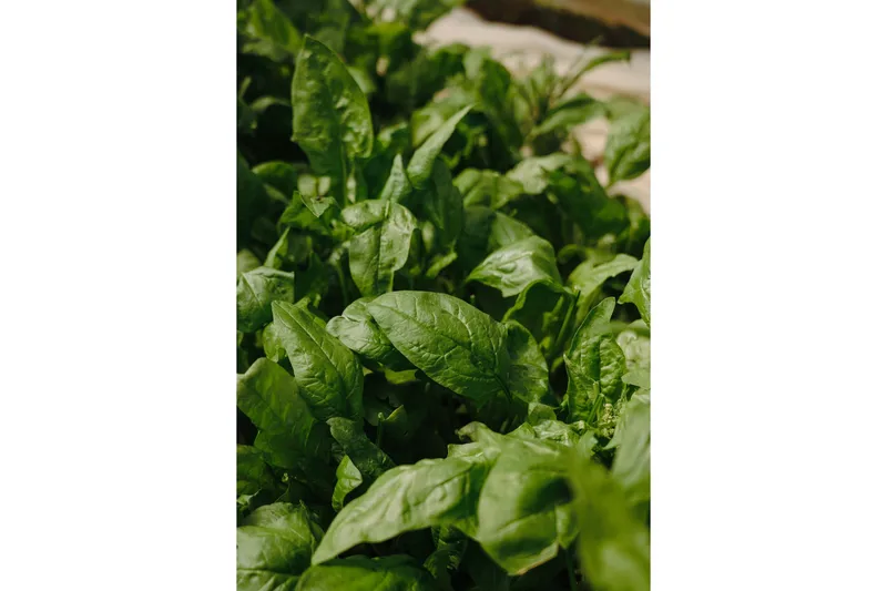 Poster Green leaf 21x30 cm, Grön