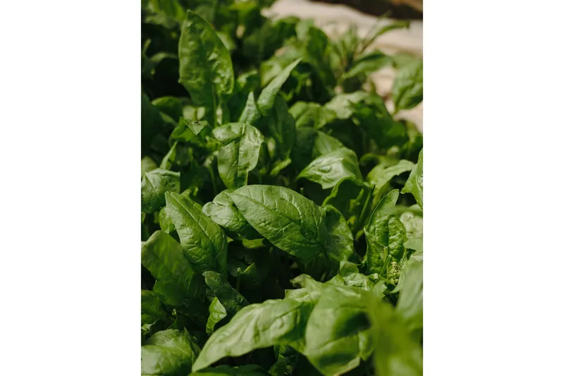 Poster Green leaf 30x40 cm - Grön - Inredning - Tavlor & konst - Posters & prints