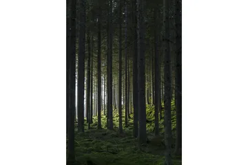 Poster Woods 21x30 cm - Svart/Grön - Inredning - Tavlor & konst - Posters & prints