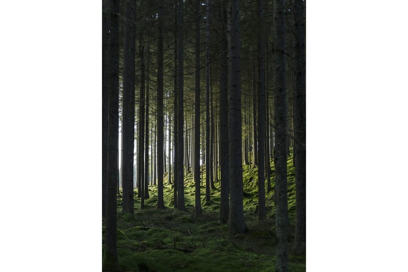 Poster Woods 30x40 cm - Svart/Grön - Inredning - Tavlor & konst - Posters & prints