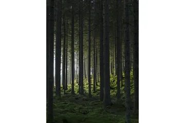 Poster Woods 30x40 cm - Svart/Grön - Inredning - Tavlor & konst - Posters & prints