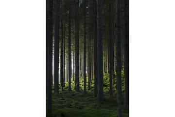 Poster Woods 50x70 cm - Svart/Grön - Inredning - Tavlor & konst - Posters & prints