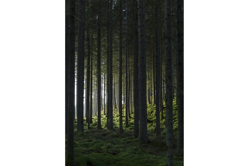 Poster Woods 50x70 cm, Svart/Grön