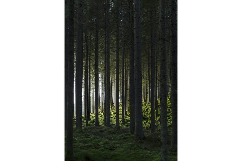 Poster Woods 70x100 cm, Svart/Grön