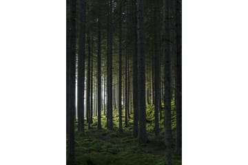 Poster Woods 70x100 cm - Svart/Grön - Inredning - Tavlor & konst - Posters & prints