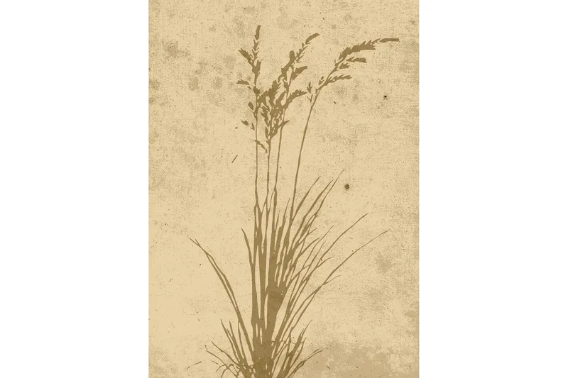 Poster Plant art 50x70 cm, Beige