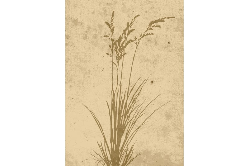 Poster Plant art 50x70 cm, Beige