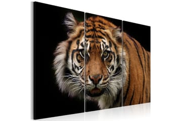 Tavla A wild tiger 90x60