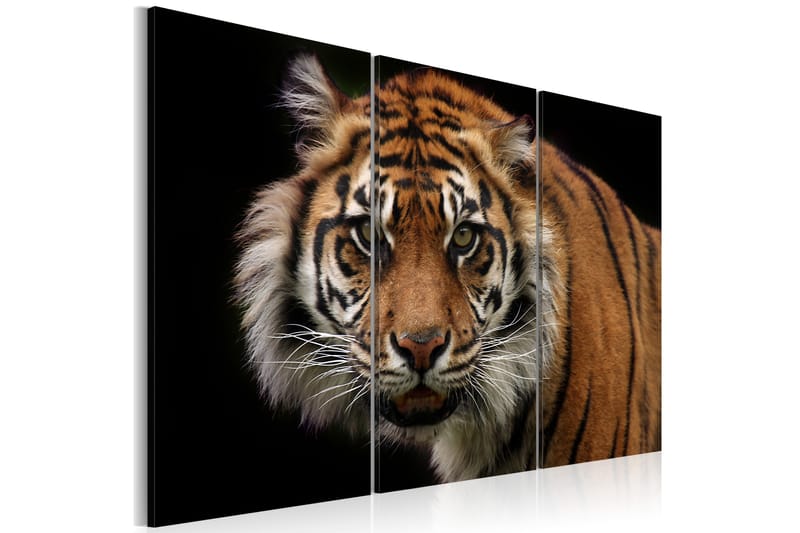 Tavla A wild tiger 90x60 - Artgeist sp. z o. o. - Canvastavlor