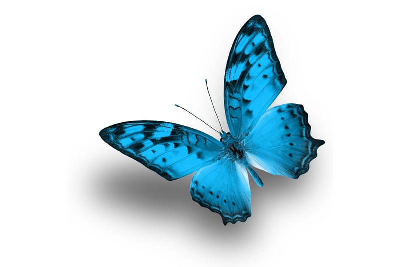 Tavla Blue Butterfly - 30x30 cm - Inredning - Tavlor & konst