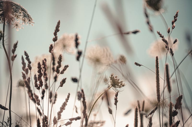 Tavla Dandelion - 80x120 cm - Inredning - Tavlor & konst