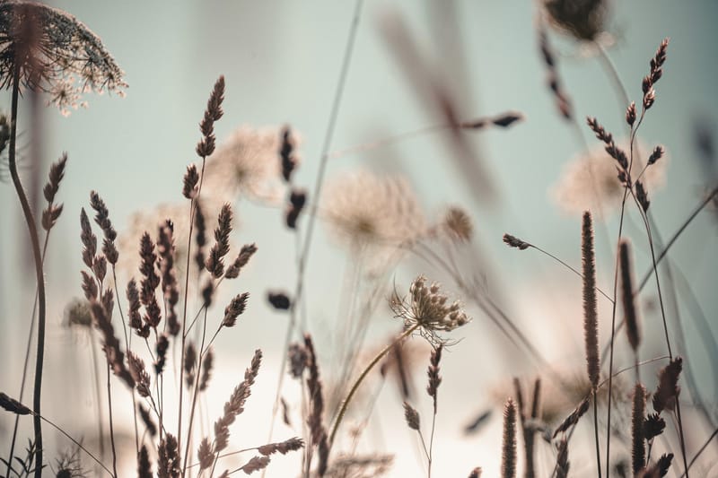 Tavla Dandelion, 80x120 cm