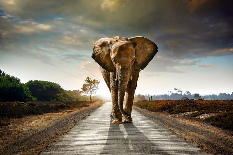 Tavla Elephant - 80x120 cm - Inredning - Tavlor & konst