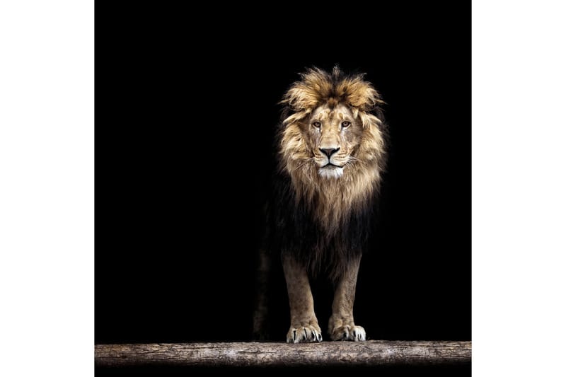Tavla Lion - 50x50 cm - Inredning - Tavlor & konst