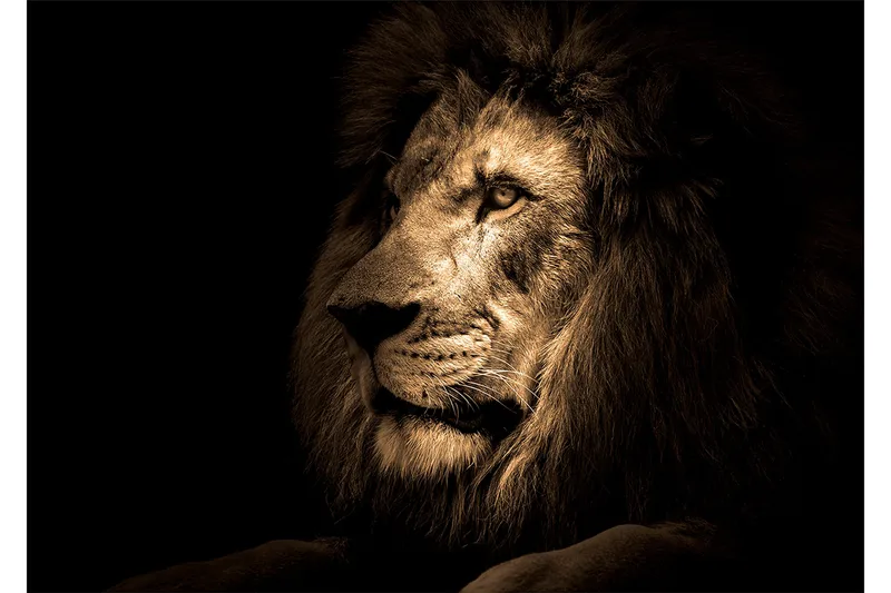 Tavla Lion, 80x120 cm