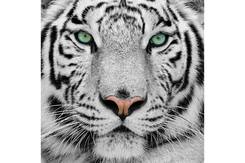 Tavla Tiger - 50x50 cm - Inredning - Tavlor & konst