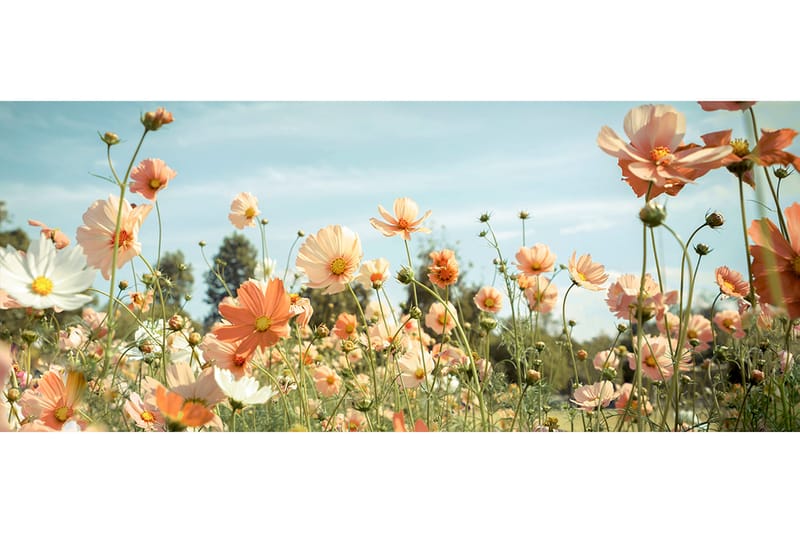 Tavla Yellow Meadow - 50x125 cm - Inredning - Tavlor & konst