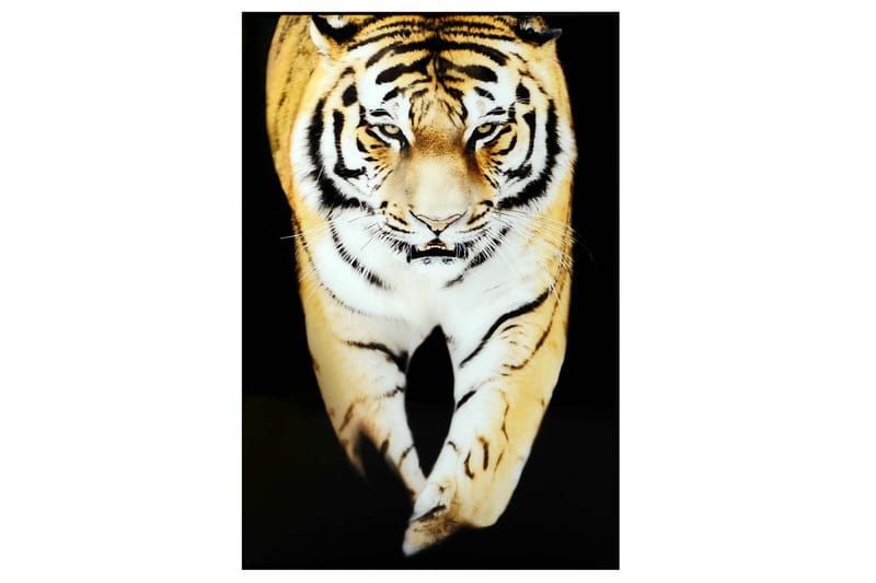Tiger Tavla - 80x120 cm Flerfärgad - Inredning - Tavlor & konst