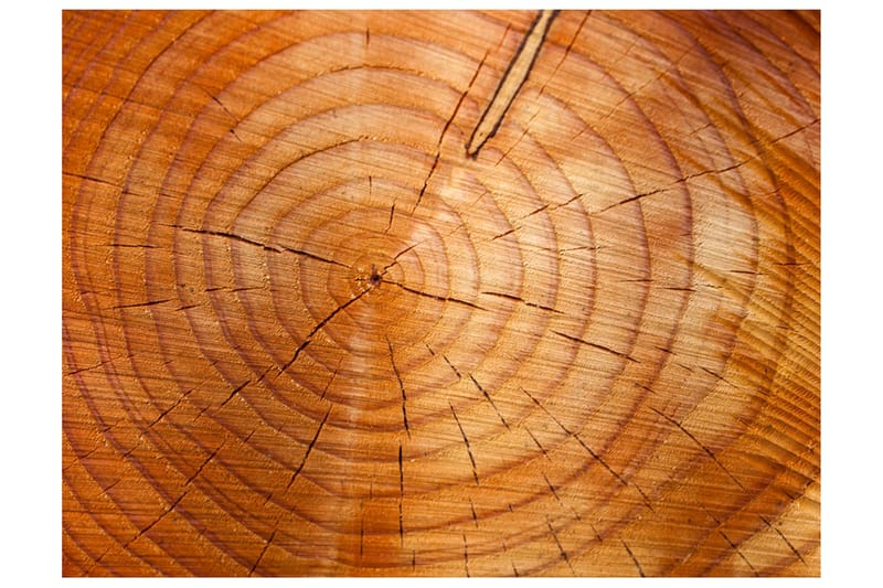 Fototapet Årsringar På En Trädstam 200x154, Artgeist sp. z o. o.