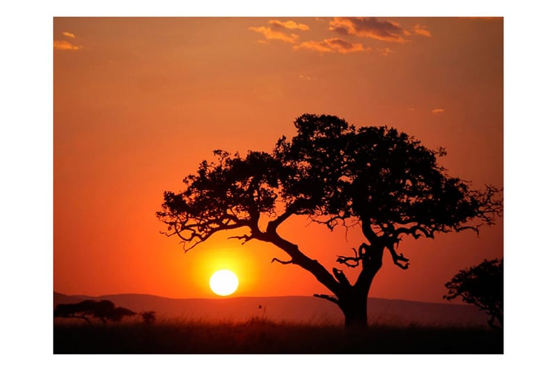 Fototapet Afrika Solnedgång 250x193 - Artgeist sp. z o. o. - Inredning - Väggdekor - Tapet & tapettillbehör - Fototapet