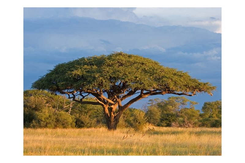 Fototapet Afrikansk Akacia Träd Hwange 250x193 - Artgeist sp. z o. o. - Inredning - Väggdekor - Tapet & tapettillbehör - Fototapet