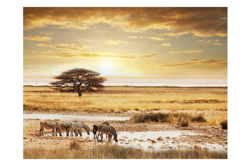 Fototapet Afrikanska Zebror Runt Vattenhål 250x193 - Artgeist sp. z o. o. - Inredning - Väggdekor - Tapet & tapettillbehör - Fototapet