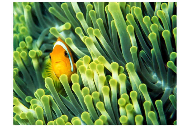 Fototapet Anemonefish 200x154 - Artgeist sp. z o. o. - Inredning - Väggdekor - Tapet & tapettillbehör - Fototapet