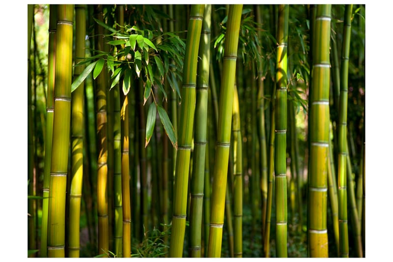 Fototapet Asiatisk Bambuskog 300x231 - Artgeist sp. z o. o. - Inredning - Väggdekor - Tapet & tapettillbehör - Fototapet