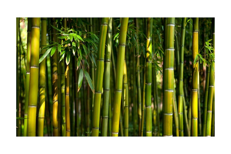 Fototapet Asiatisk Bambuskog 450x270 - Artgeist sp. z o. o. - Inredning - Väggdekor - Tapet & tapettillbehör - Fototapet