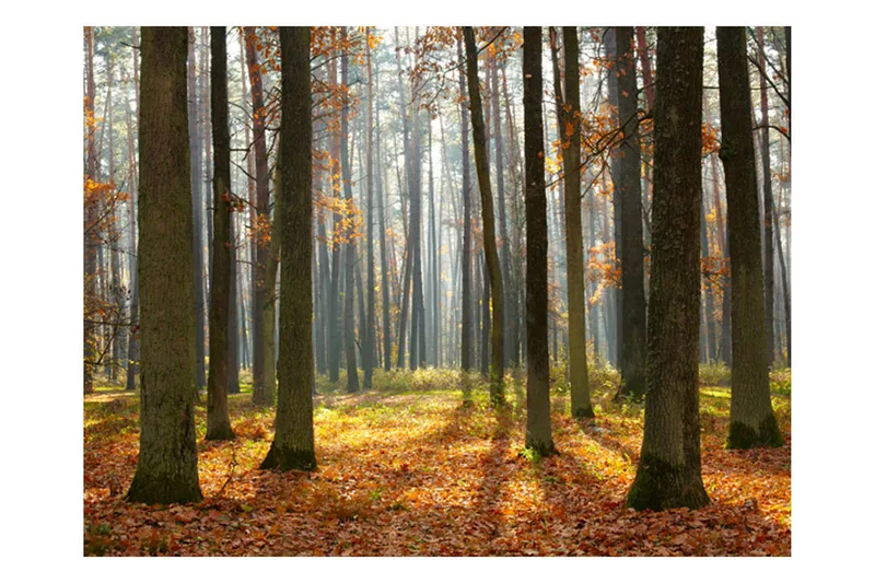 Fototapet Autumn Trees 200x154, Artgeist sp. z o. o.