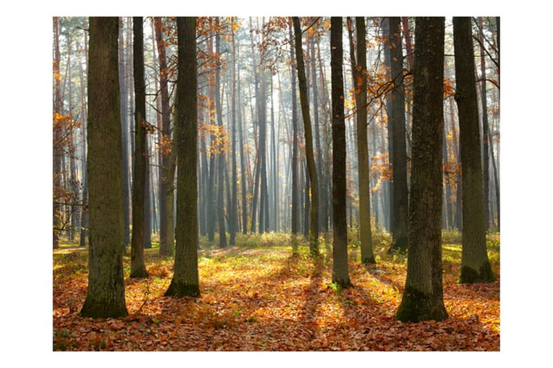 Fototapet Autumn Trees 250x193, Artgeist sp. z o. o.