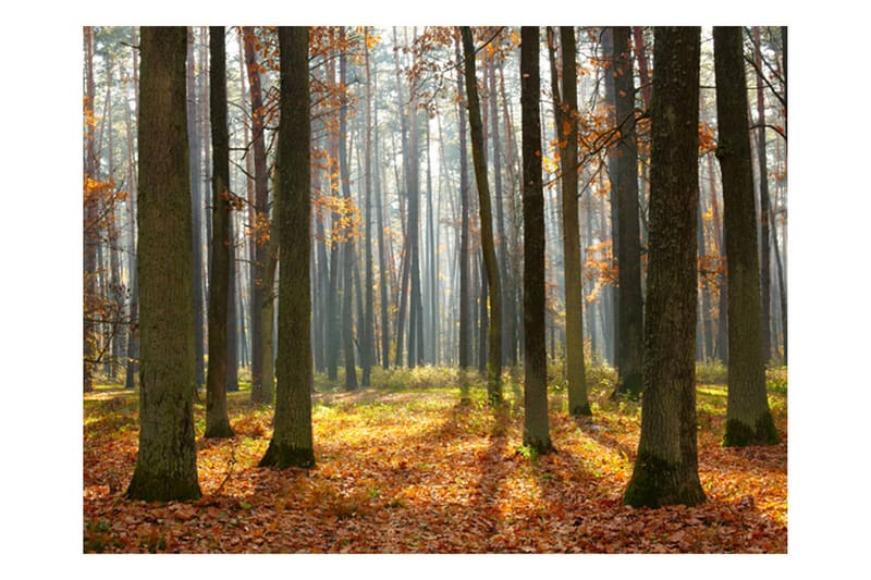 Fototapet Autumn Trees 250x193 - Artgeist sp. z o. o. - Inredning - Väggdekor - Tapet & tapettillbehör - Fototapet