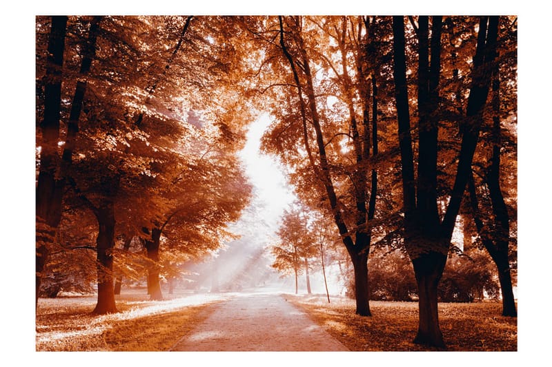 Fototapet Autumn Park 300x210 - Artgeist sp. z o. o. - Inredning - Väggdekor - Tapet & tapettillbehör - Fototapet