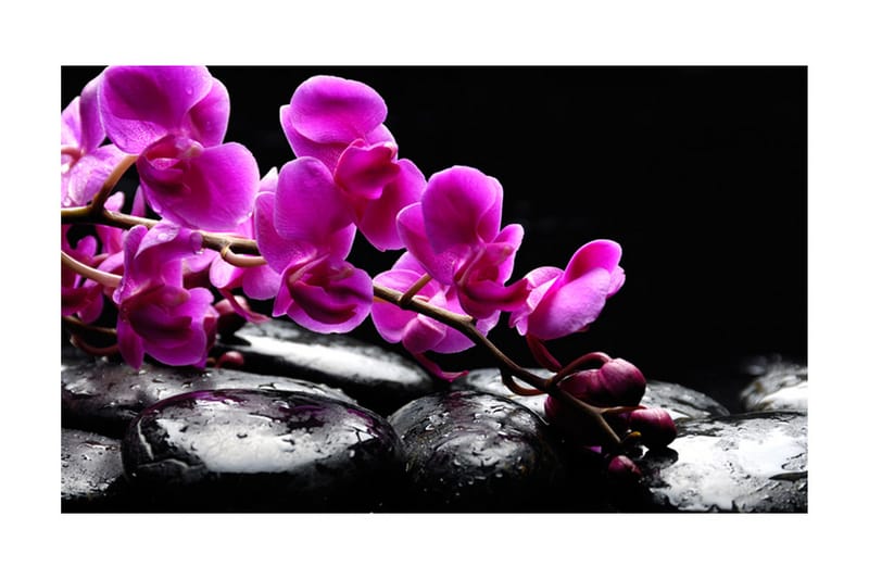 Fototapet Avkopplande Stund Orkidé Och Stenar 450x270 - Artgeist sp. z o. o. - Inredning - Väggdekor - Tapet & tapettillbehör - Fototapet