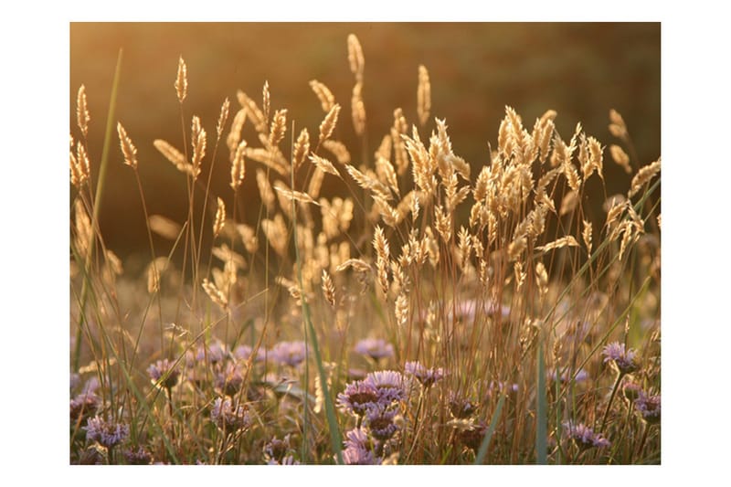 Fototapet Awakening Ceral Field 200x154, Artgeist sp. z o. o.