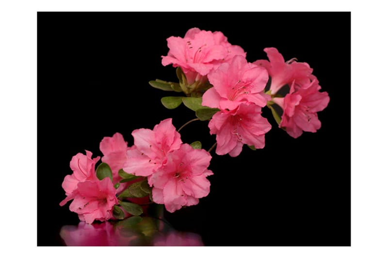 Fototapet Azalea In Black 200x154 - Artgeist sp. z o. o. - Inredning - Väggdekor - Tapet & tapettillbehör - Fototapet