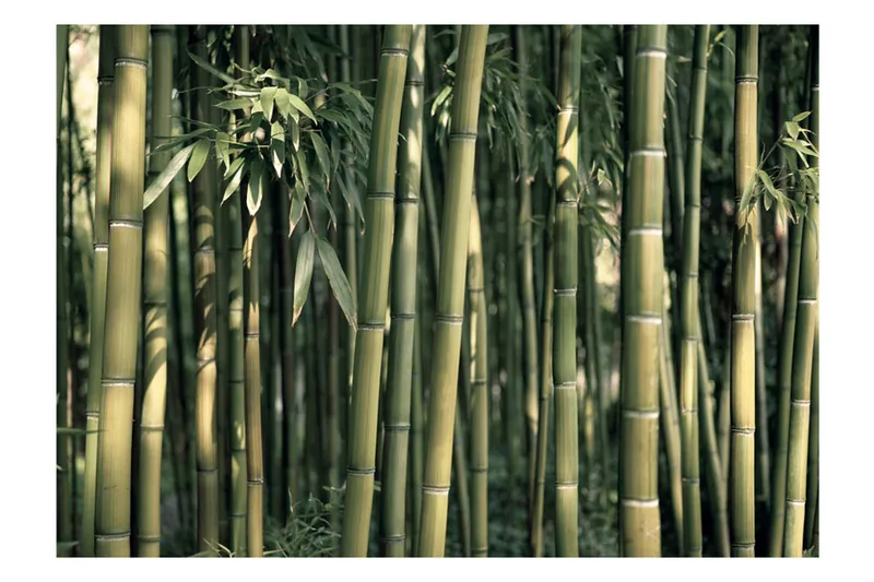 Fototapet Bamboo Exotic 200x140 - Artgeist sp. z o. o. - Inredning - Väggdekor - Tapet & tapettillbehör - Fototapet