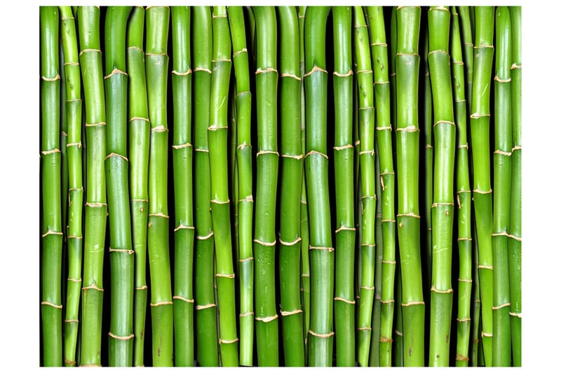 Fototapet Bamboo Wall 300x231 - Artgeist sp. z o. o. - Inredning - Väggdekor - Tapet & tapettillbehör - Fototapet