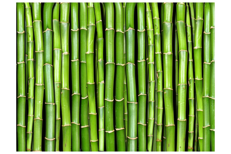 Fototapet Bamboo Wall 300x231, Artgeist sp. z o. o.