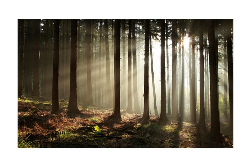 Fototapet Barrskog 450x270 - Artgeist sp. z o. o. - Inredning - Väggdekor - Tapet & tapettillbehör - Fototapet