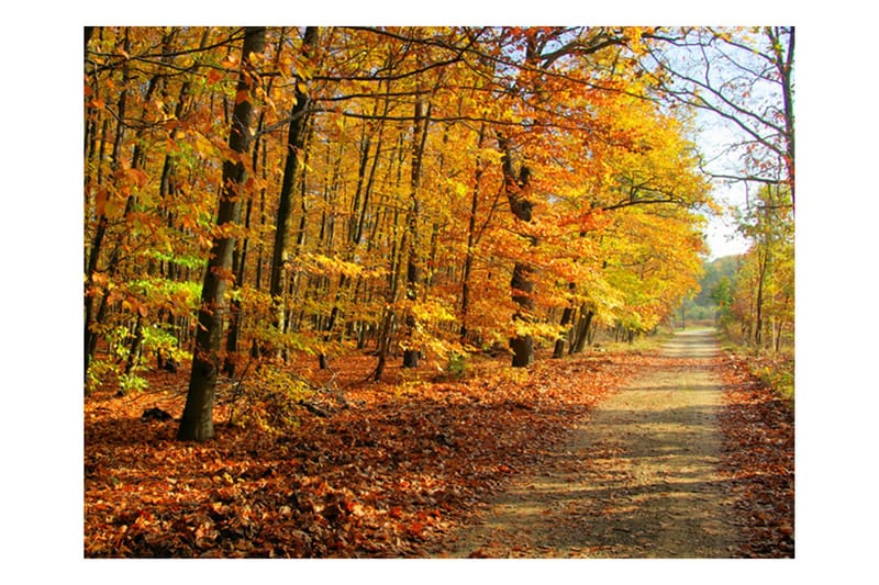 Fototapet Beech Forest 300x231, Artgeist sp. z o. o.