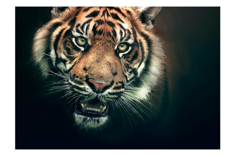Fototapet Bengal Tiger 300x231 - Artgeist sp. z o. o. - Inredning - Väggdekor - Tapet & tapettillbehör - Fototapet