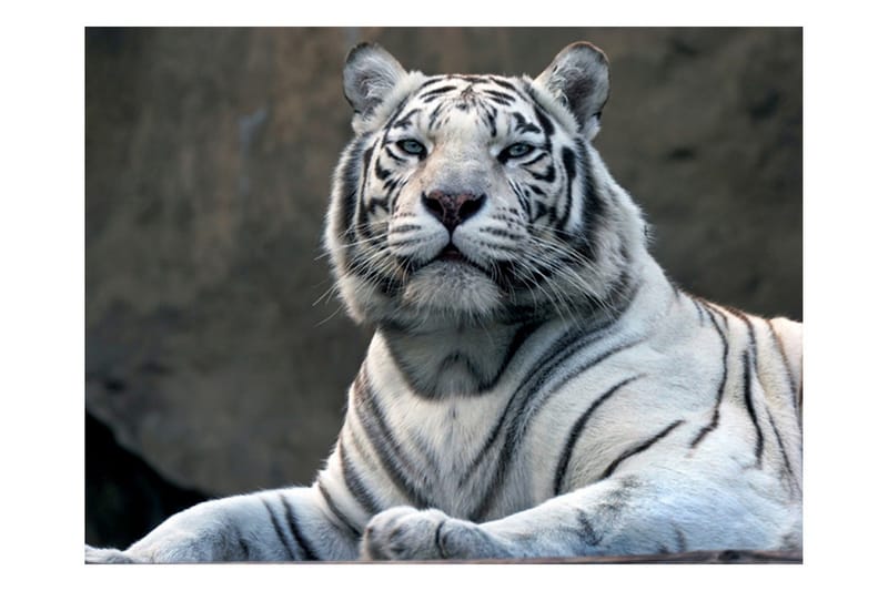 Fototapet Bengali Tiger Zoo 200x154 - Artgeist sp. z o. o. - Inredning - Väggdekor - Tapet & tapettillbehör - Fototapet