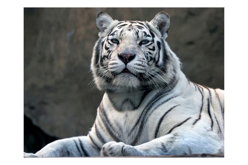 Fototapet Bengali Tiger Zoo 300x231 - Artgeist sp. z o. o. - Inredning - Väggdekor - Tapet & tapettillbehör - Fototapet